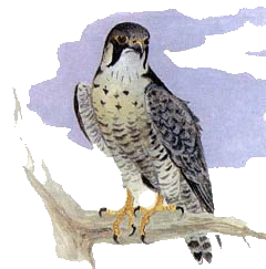 Сапсан — Falco peregrinus.