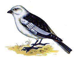 Пуночка — Plectrophenax nivalis.