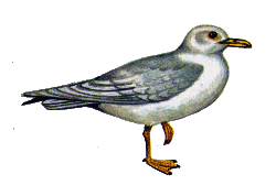 Бургомистр — Larus hyperboreus.