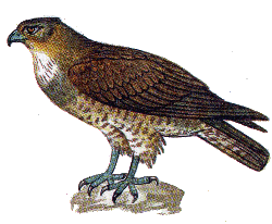 Змееяд — Circaetus gallicus.