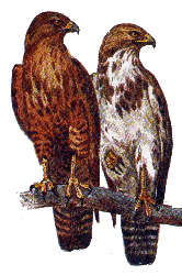 Канюк — Buteo.