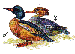 Большой крохаль — Mergus  merganser.