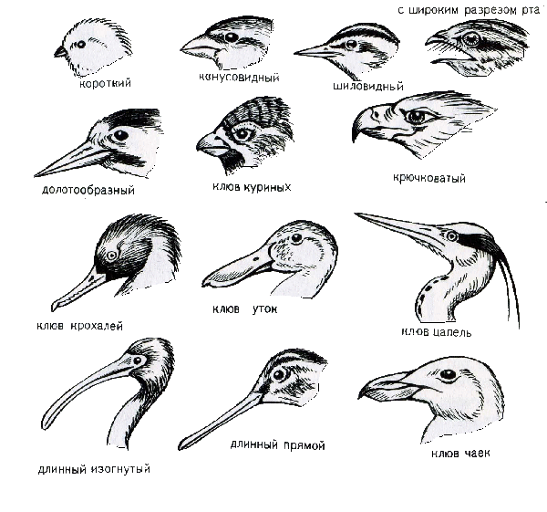 Формы клювов птиц.