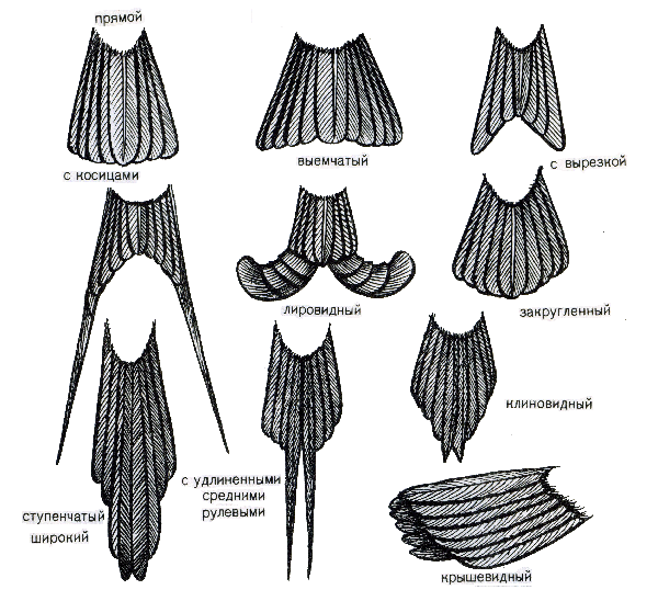 Формы хвостов птиц.