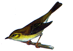 Весничка — Phylloscopus trochilus.