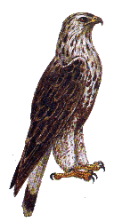 Зимняк — Buteo lagopus.