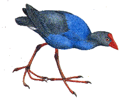 Султанка — Porphyrio poliocephalus.