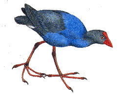  Султанка — Porphyrio poliocephalus.