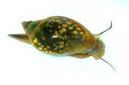 Физа пузырчатая (Physa fontinalis).
