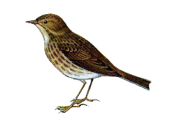 Луговой конек — Anthus pratensis.