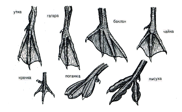 Формы лап птиц.