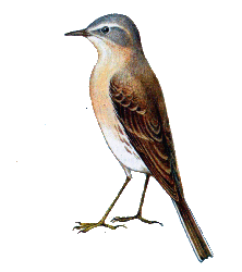 Горный конек — Anthus spinoletta.