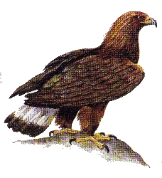 Беркут — Aquila chrysaetos.