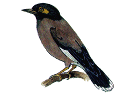 Майна — Acridotheres tristis.