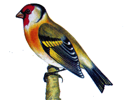 Щегол - Carduelis carduelis.