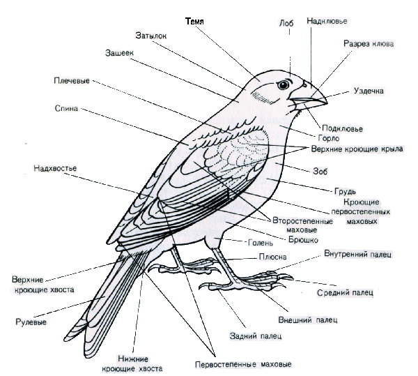 Части тела и оперения.
