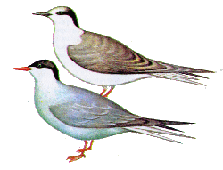 Полярная крачка — Sterna paradisaea.