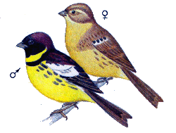 Дубровник — Emberiza aureola.