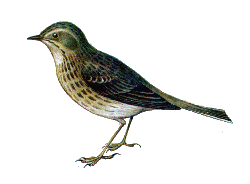 Лесной конек — Anthus trivialis.