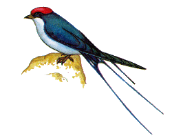 Нитехвостая ласточка — Hirundo smithii.