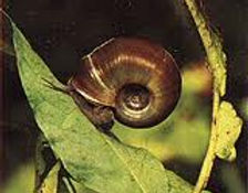 Катушка роговая (Planorbis corneus).