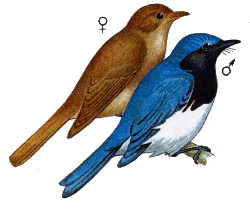 Синяя мухоловка — Cyanoptila cyanomelana.