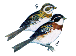 Овсянка-ремез — Emberiza rustica.