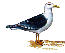 Клуша — Larus fuscus.