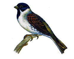 Камышовая овсянка — Emberiza schoeniclus.