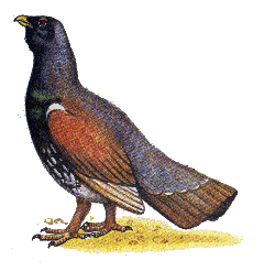Глухарь — Tetrao urogallus.