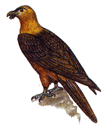 Бородач — Gypaetus barbatus.