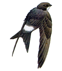 Белопоясный стриж — Apus pacificus.