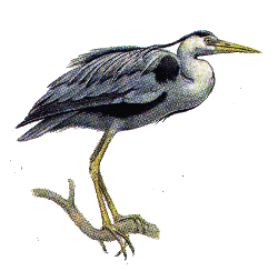 Серая цапля — Ardea cinerea.