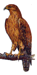 Курганник — Buteo ruflnus.