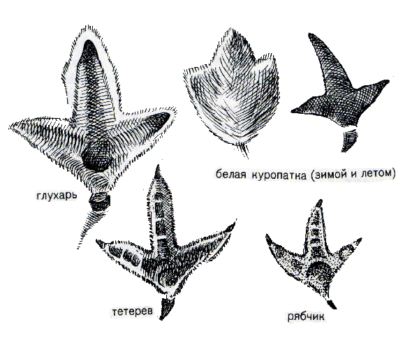 Следы куриных птиц.