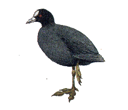 Лысуха — Fulica atra.