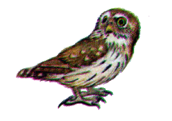 Воробьиный сыч — Glaucidium passerinum.