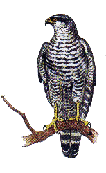 Тетеревятник — Accipiter gentilis.