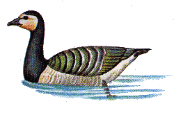 Белощекая казарка — Branta leucopsis.