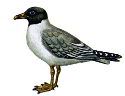 Черноголовый хохотун — Larus ichthyaetus.