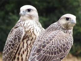 Сапсан (Falco peregrinus)