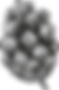 pinha.png