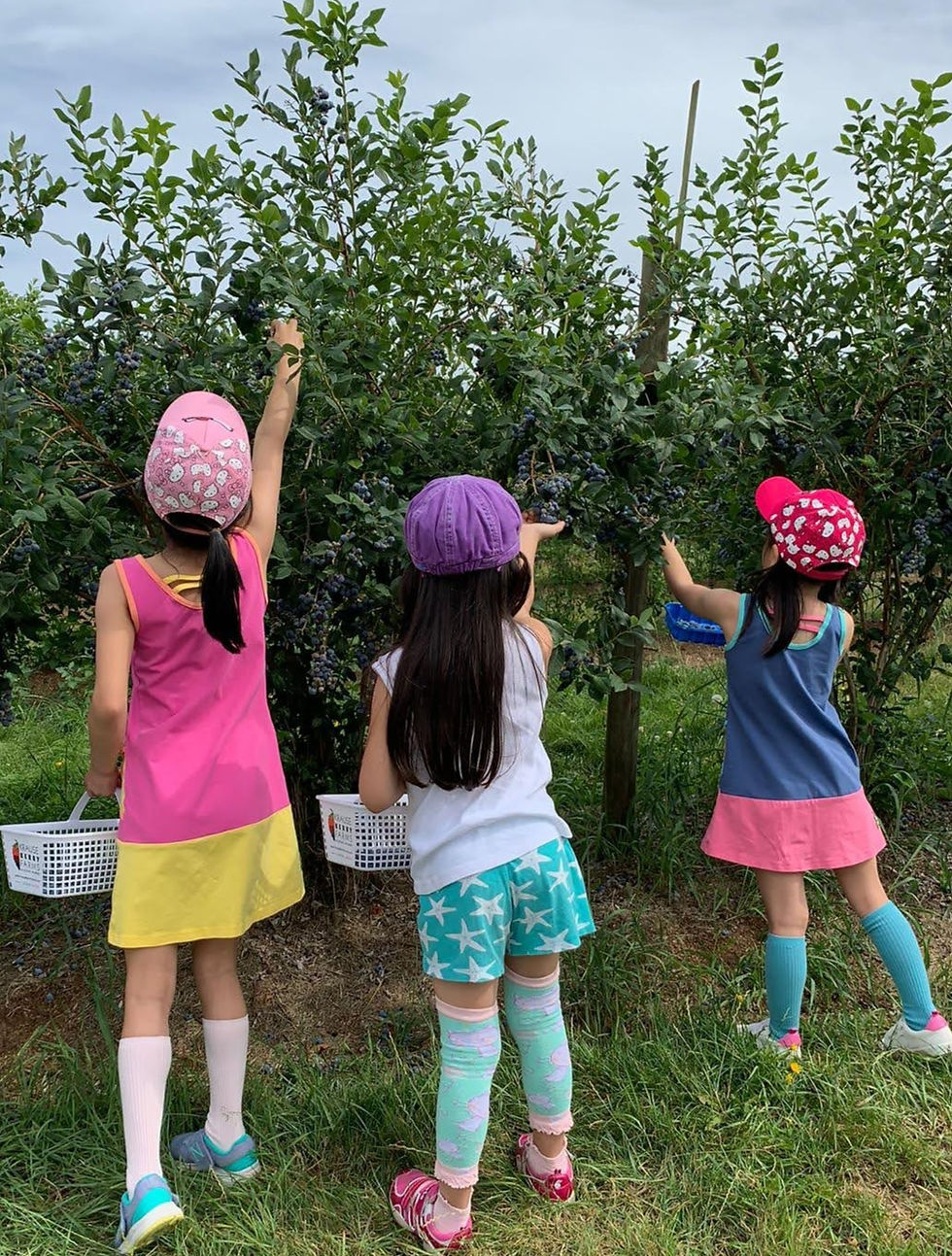 <img src="kids picking berries.png" alt="how to pick the juiciest sweetest freshest berries your kids will love">