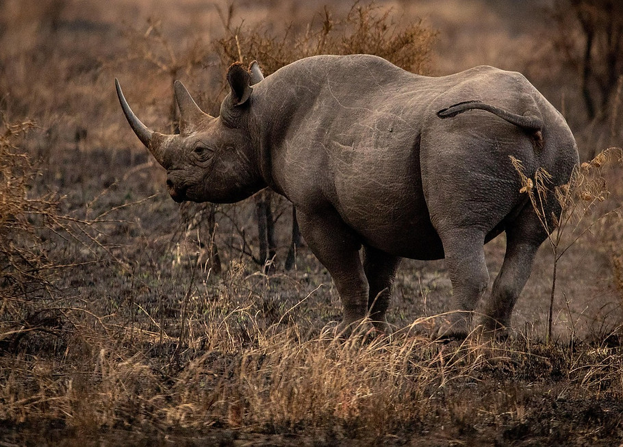 rhinoceros-6799726_1280.jpg