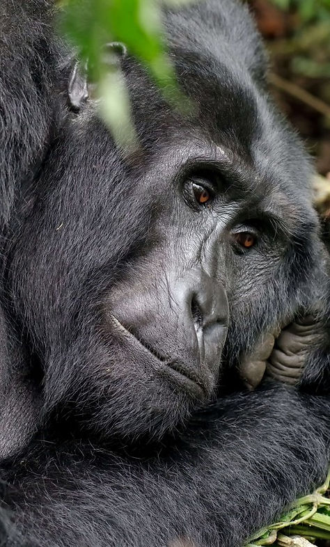 mountain+gorilla+1 (1) - Copy.jpg