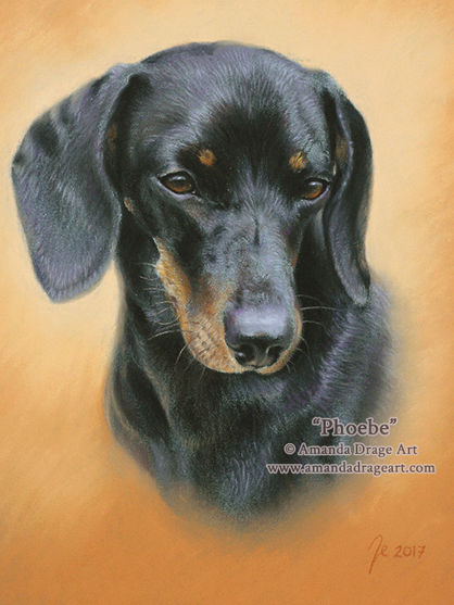 Pastel portrait of a Dachshund by Amanda Drage Art