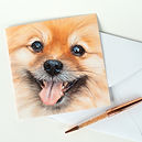 Pomeranian PomPom GC 1.jpg
