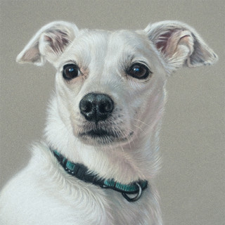 White Terrier Mixed Breed Dog Pastel Portrait