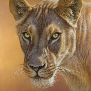 Oil painting of a Lioness by Amanda Drage Art