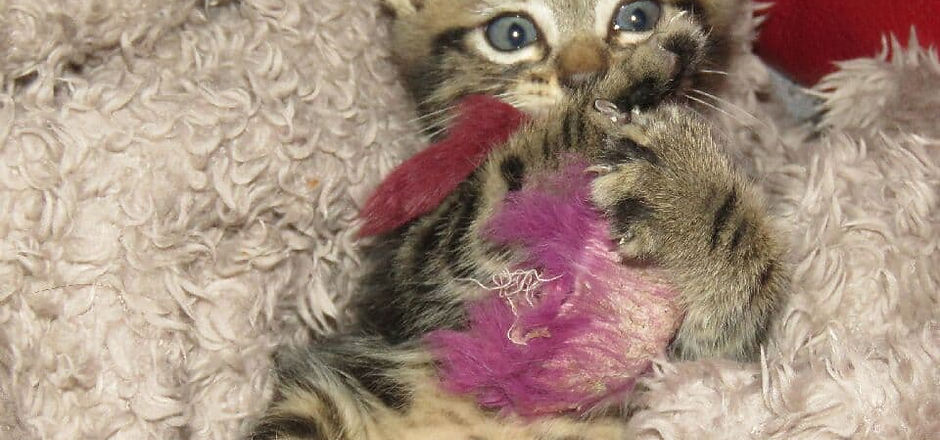 chaton sand (10).jpg